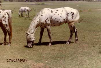 Apache Polar Star