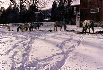 winter feeding