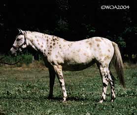 Tatewin