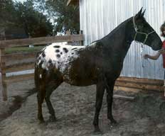 Circle N King's Princess