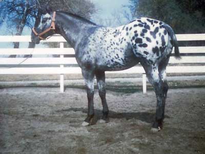 Ross's Rastus