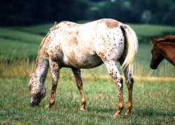 Smoke as foal and Tiny's Sugar