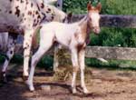 Micante