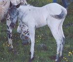 fewspot filly