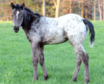 Monty 07 filly