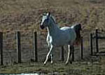 Lane's Mighty Prince