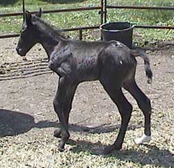 NorthStar April
