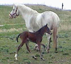 NorthStar Jessie