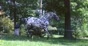 Friedrich's photo of Candy