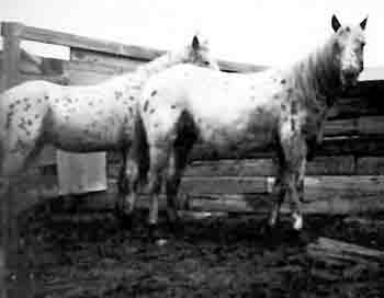 WEEPING WATER AND WILLOW