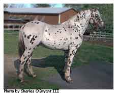 tahintate saddle