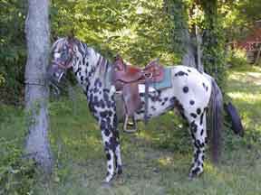 tahintate saddle