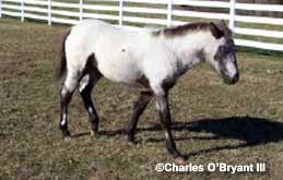 Candy Revel Rain (aka mulie)