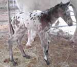 2006Shoo Nuv Nekkayu colt
