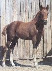 Cinnamon Dixie