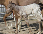 Miss Prime Time colt