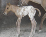 Sheza Worry filly
