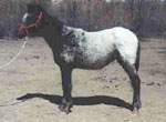 SA Kiowa N Chantress