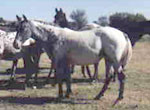 SA Kiowa N Chantress