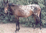 SA Hinhanska's Moon