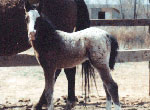 SA Tsultan's Storm