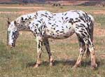 SA A atch E Zebra