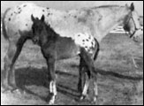 Bluebird B F-1687 and foal