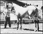 Chicaro F-2028