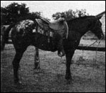 Chinook's Sun Beam F-3508