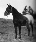 Handprint's Medicine Boy F-3722