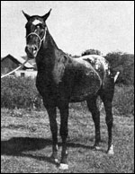 Hunt's Red Buttons F-3591