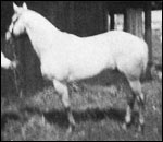 Malheur's Blue Arrow F-3534