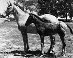 Minidoka Babe F-4853 and foal Minidoka Bill