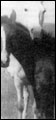 Princess Tolo F-116, foal is Lapwai Dude
