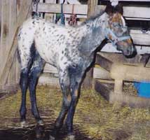 Skeeter