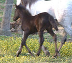 2007 black filly