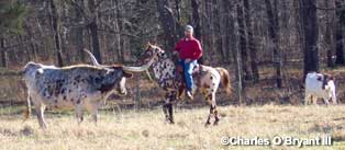tahintate working longhorns