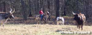Tahintate and longhorns