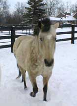 Tika