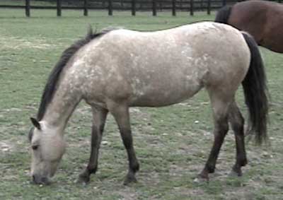 Tika in 2005