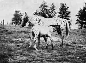 Chicka's Mayday and foal by Rocky II