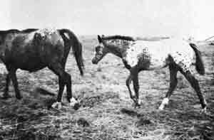 Tiny and filly by Moroccan Leopard II-1472