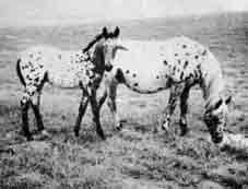 Weeping Water and filly by Navajo's Candy