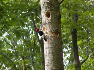 red headed woodpecker