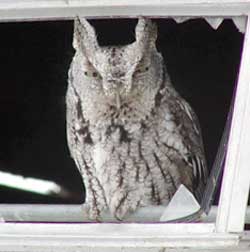 Screech owl