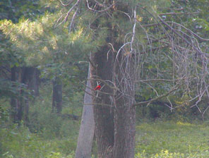 scarlet tanager