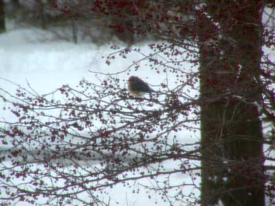 bluebird