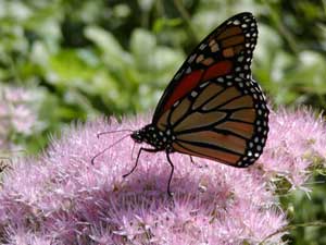 Monarch