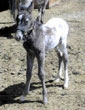 Diamante colt
