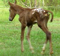Filly w/tb dam